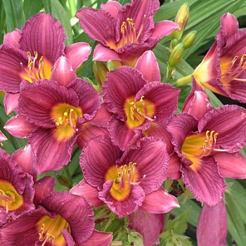 Лилейник гибридный Пепл Доро