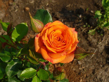 Роза спрей Келли