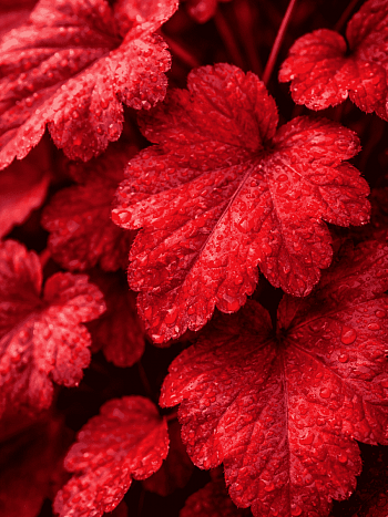 Гейхера Autumn Leaves