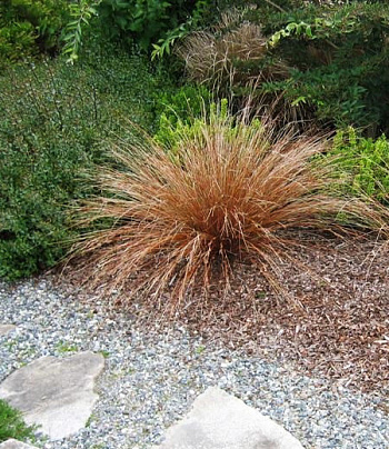 Осока Петри Милк Чоколэйт Осока Петри Милк Чоколэйт