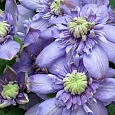 Клематис гибридный Blue Light