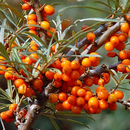 Облепиха Пантелеевская