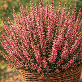 Вереск обыкновенный Red Angie