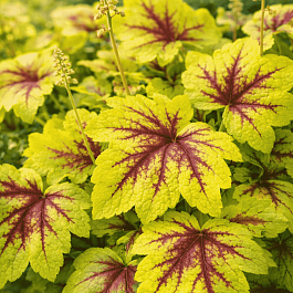 Гейхерелла Gold Strike