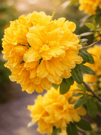 Азалия крупноцветковая Csardas