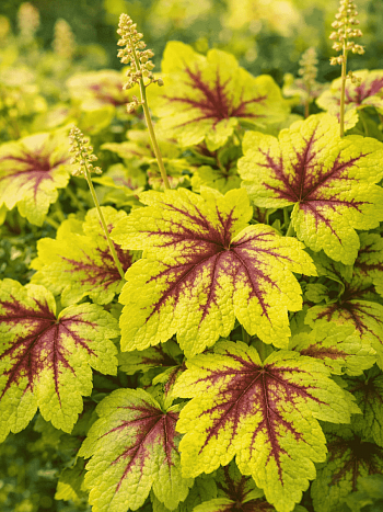 Гейхерелла Gold Strike