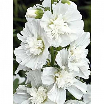 Шток-роза Спринг Селебритис Вайт Шток-роза Спринг Селебритис Вайт