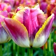 Тюльпан бахромчатый Miami Sunset