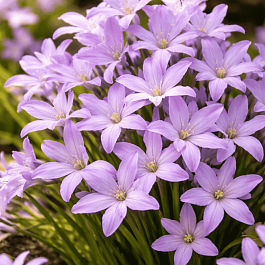 Хионодокса Rosea