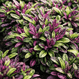 Живучка ползучая Dixie Chip