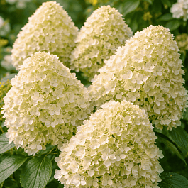 Гортензия метельчатая Whitelight ТОЛЬКО САМОВЫВОЗ