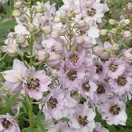 Дельфиниум высокий Скай Сенсейшн Дельфиниум высокий Скай Сенсейшн