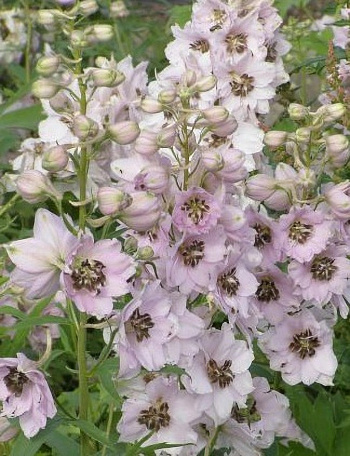 Дельфиниум высокий Скай Сенсейшн