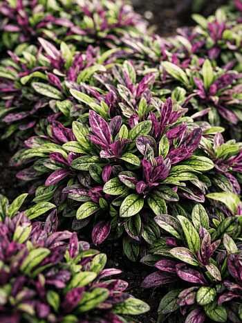 Живучка ползучая Dixie Chip