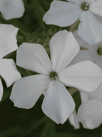 Флокс White Light Rose