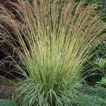 Молиния тростниковая Карл Фоэстер