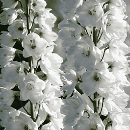 Дельфиниум   Guardian White