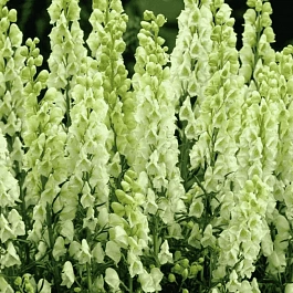 Аконит клобучковый Album