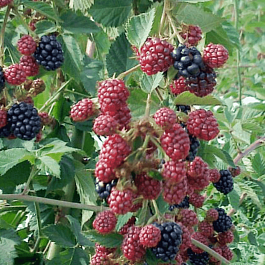 Ежевика садовая RЕUBEN