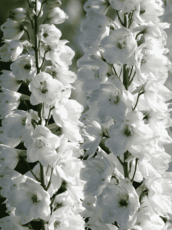 Дельфиниум   Guardian White