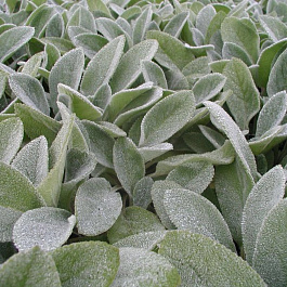 Чистец византийский Биг Ирз