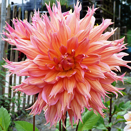 Георгина Бахромчатая Омега