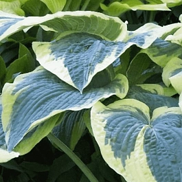 Хоста Northern Exposure