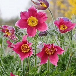 Прострел обыкновенный Rosen Glocke