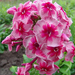 Флокс метельчатый Старс энд Страйпс