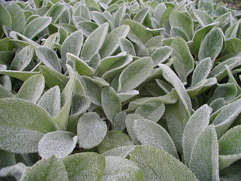 Чистец византийский Биг Ирз