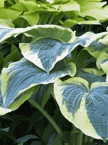 Хоста Northern Exposure