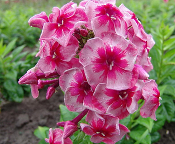 Флокс метельчатый Старс энд Страйпс