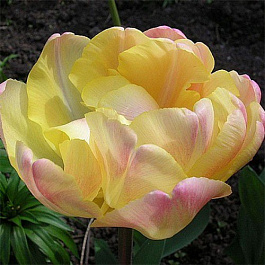 Тюльпан махровый поздний Крем Апстар