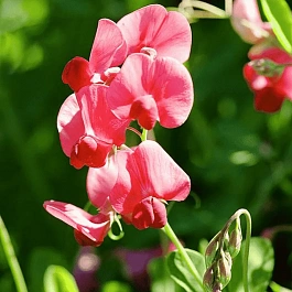 Чина широколистная Red Pearl