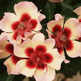 Роза Гибридная Fancy Babylon Eyes