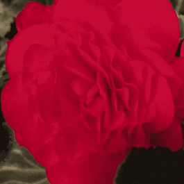 Бегония клубневая Nonstop Мосса Cherry