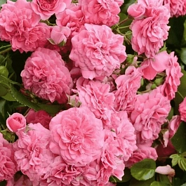 Роза почвопокровная Les Quatre Saisons