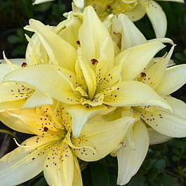 Лилия азиатская горшечная Маунтин Джой Лилия азиатская горшечная Маунтин Джой