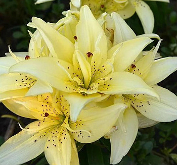 Лилия азиатская горшечная Маунтин Джой