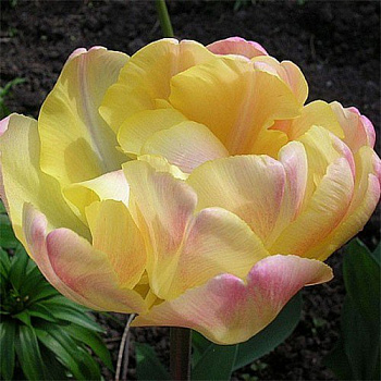 Тюльпан махровый поздний Крем Апстар