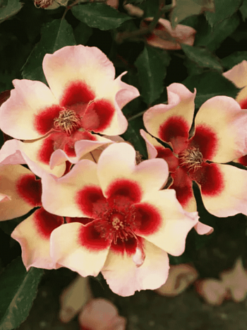 Роза Гибридная Fancy Babylon Eyes