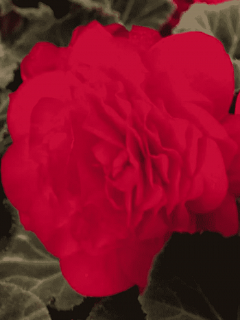 Бегония клубневая Nonstop Мосса Cherry