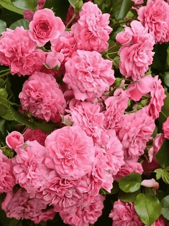 Роза почвопокровная Les Quatre Saisons