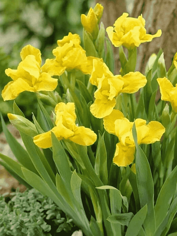 Ирис карликовый Brassie