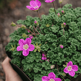 Аистник изменчивый Manescavii