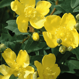 Зверобой Даммера Peter Dummer