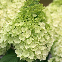 Гортензия метельчатая Мэджикал Килиманджаро Гортензия метельчатая Мэджикал Килиманджаро