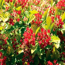 Пузыреплодник калинолистный Magical Raspberry Lemon