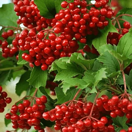 Калина съедобная