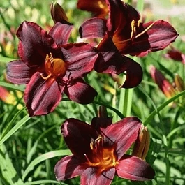 Лилейник Chocolate Candy